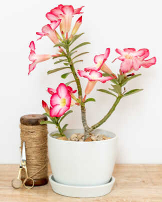 Meseta Planter