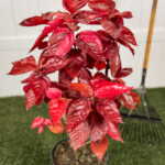 Acalypha Louisiana Red