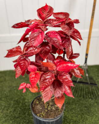 Acalypha Louisiana Red