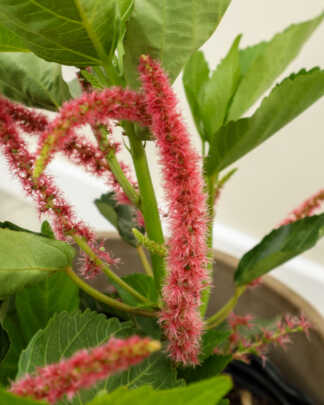 acalypha hispida
