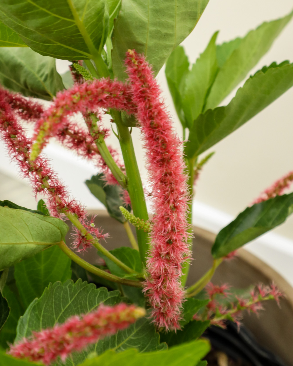 Chenille Plant PlantVine