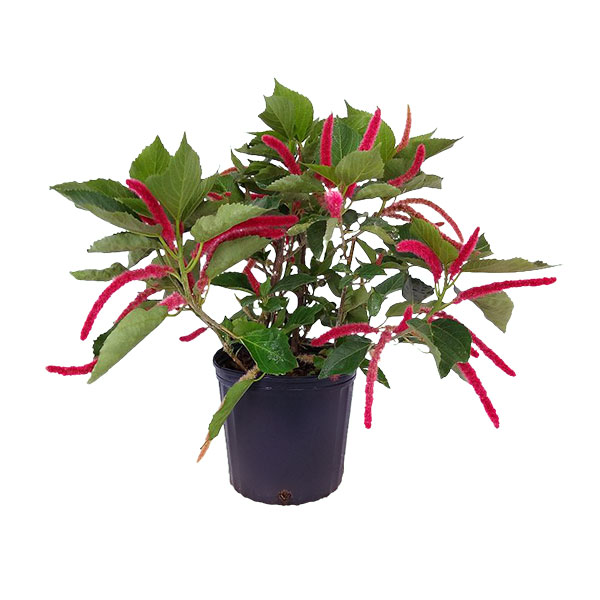Buy Acalypha hispida, Chenille Plant Free Shipping over 100