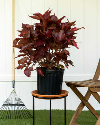 acalypha wilkesiana copperleaf