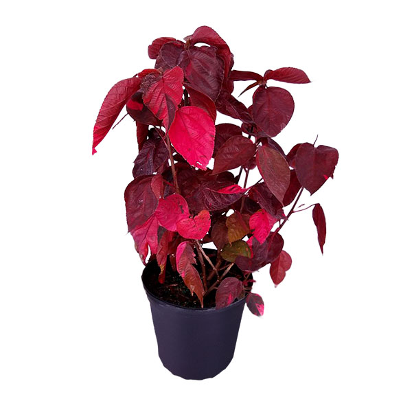 Buy Acalypha wilkesiana 'Louisiana Red', Copperleaf Free Shipping