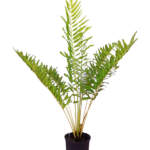 acrostichum danaeifolium large