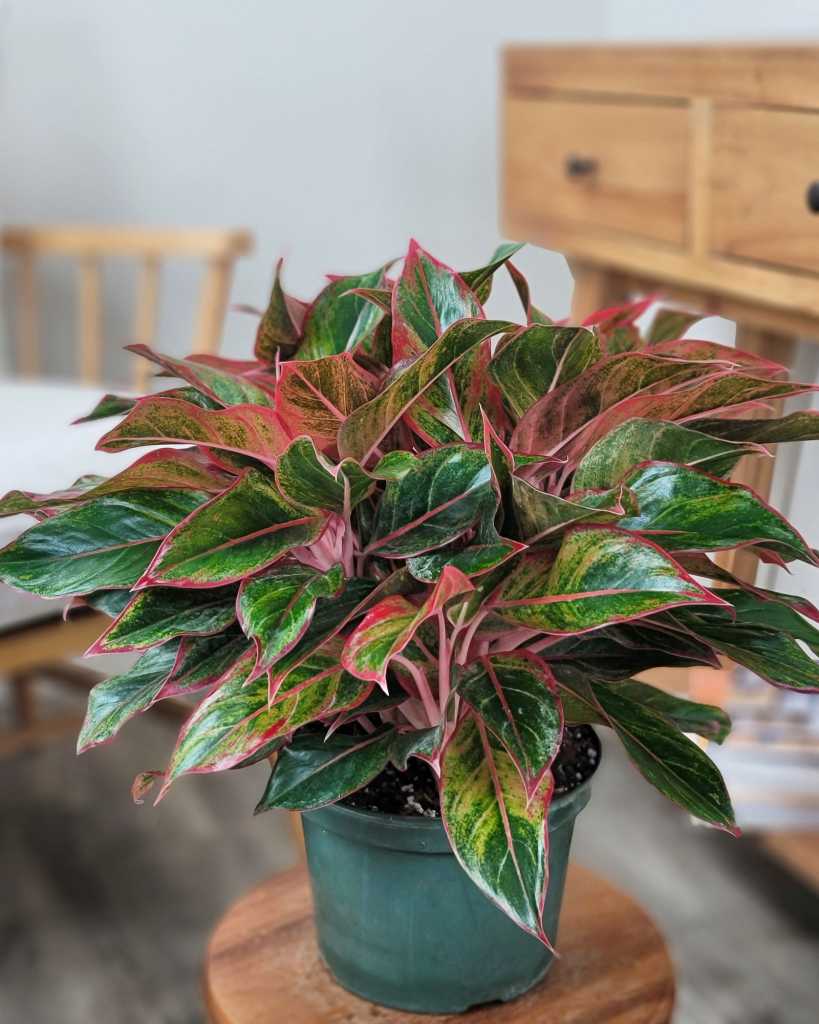 Aglaonema 'Siam Red'