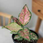 Agalonema Favonian