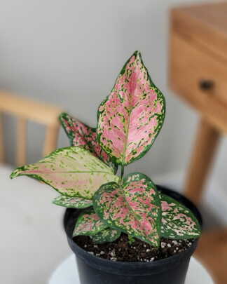 Agalonema Favonian