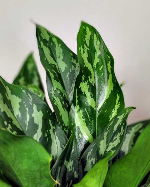 Foliage Foliage