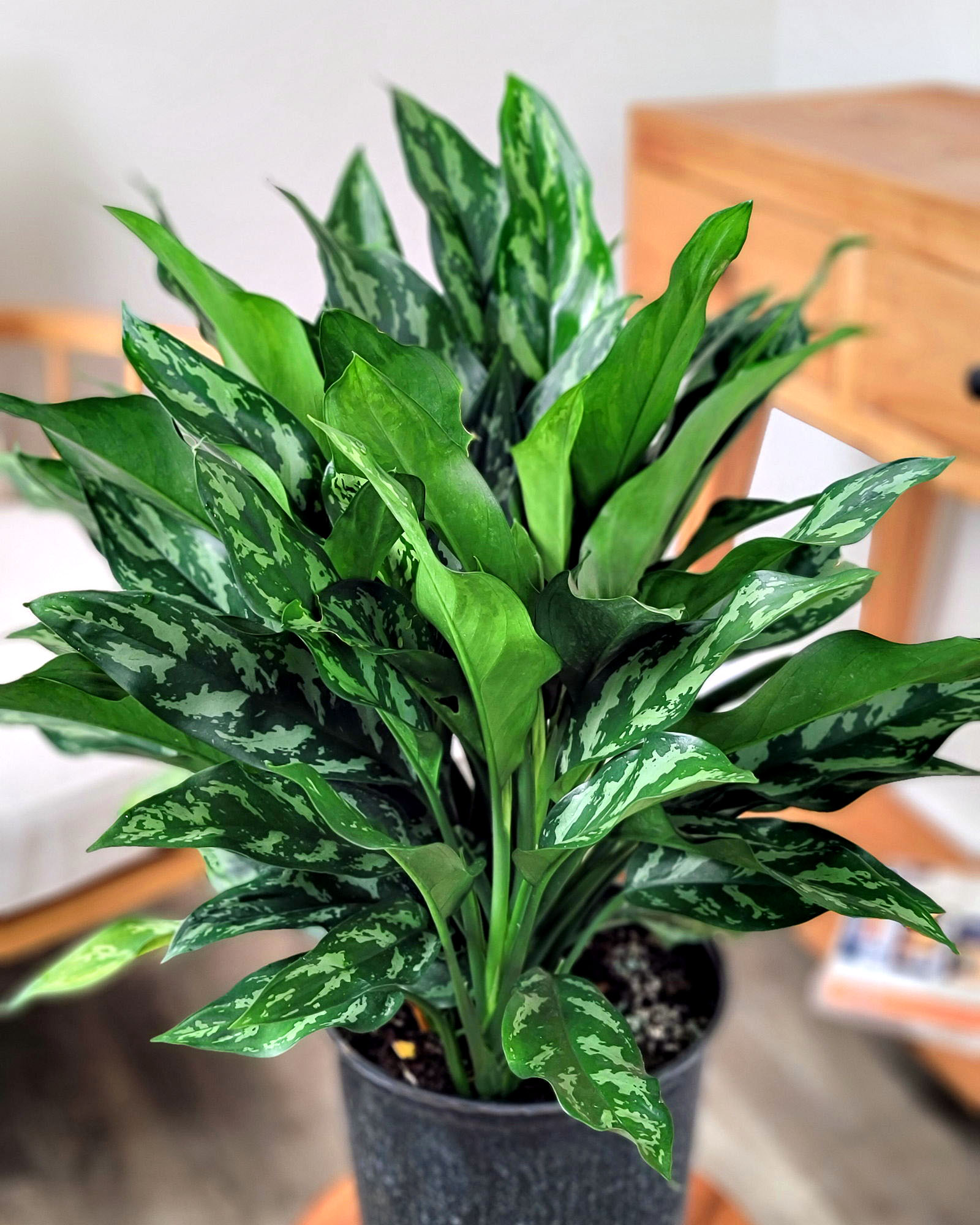 Aglaonema 'Mary Ann' | PlantVine
