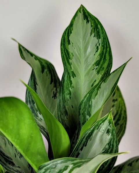 Foliage