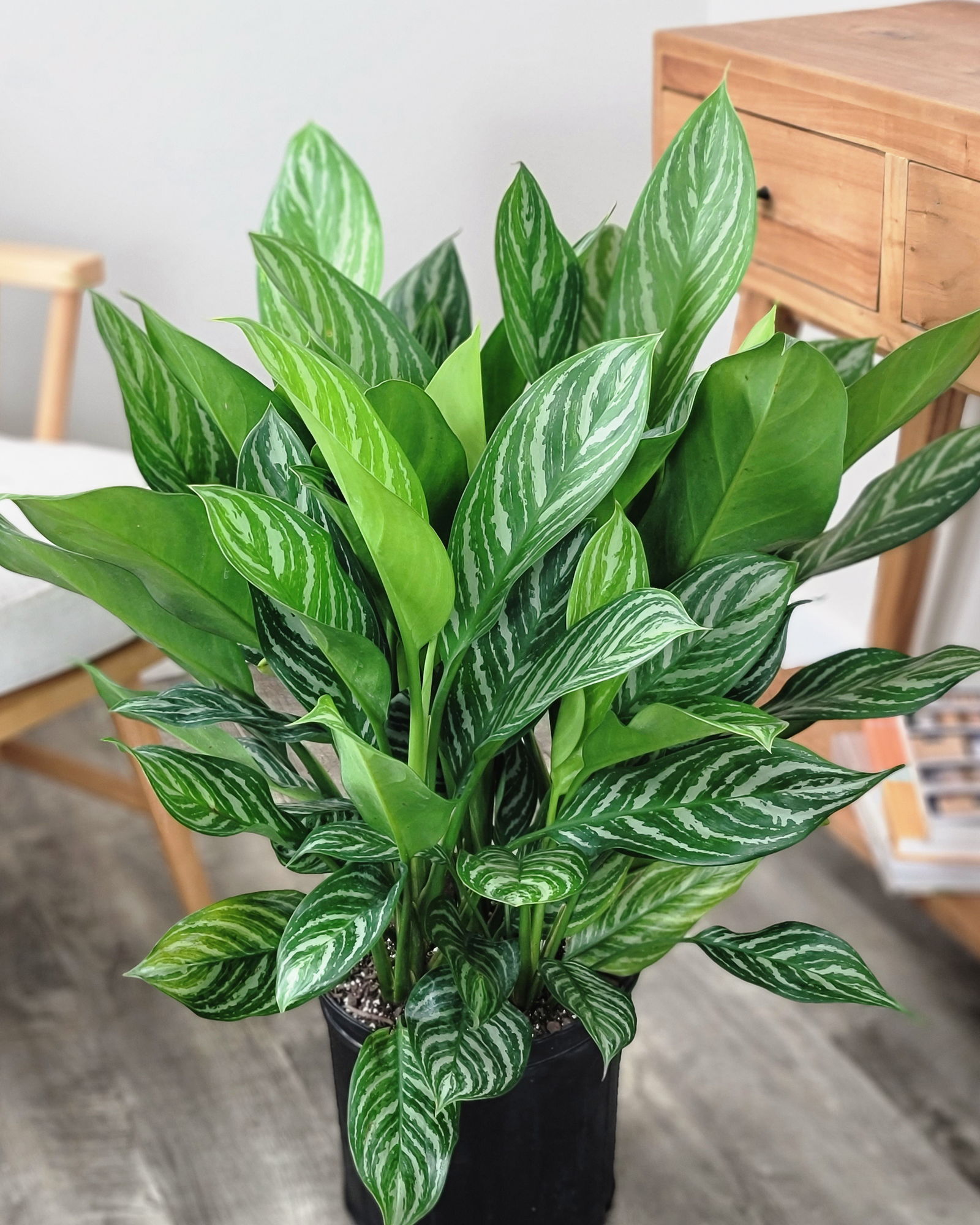 ✴︎Aglaonema 'stripes' curtisii×Manila✴︎子株有 Agalonema-Stripes-Main.jpg