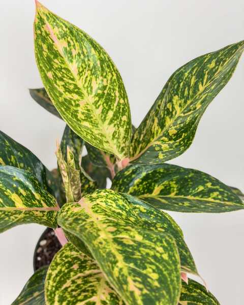 Foliage 1 Foliage 1