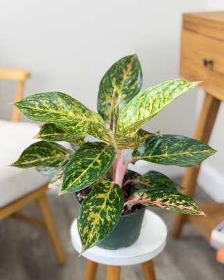 Aglaonema Chanel