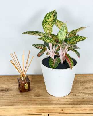 Aglaonema Chanel - Medium, Bush
