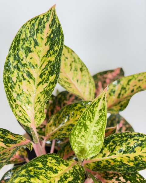 Foliage Foliage