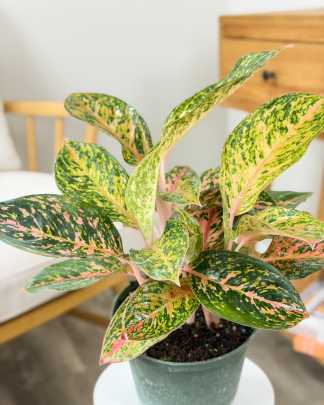 Aglaonema Chanel