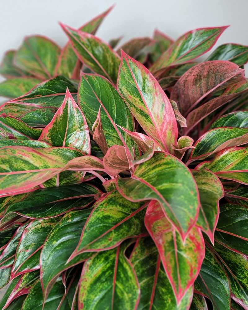 https://www.plantvine.com/plants/Aglaonema-Siam-Red-Foliage-800x1000.jpg?utm_source=chatgpt.com