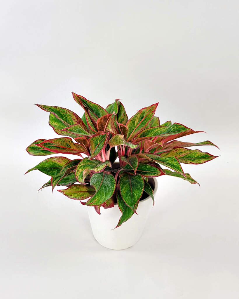 Aglaonema 'Siam Red'