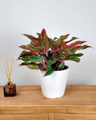 Aglaonema Siam Red