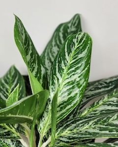 Aglaonema