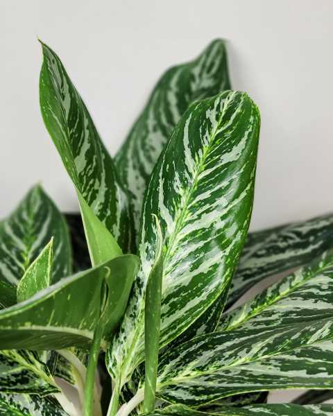 Foliage Foliage