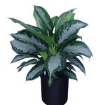 aglaonema jubilee large