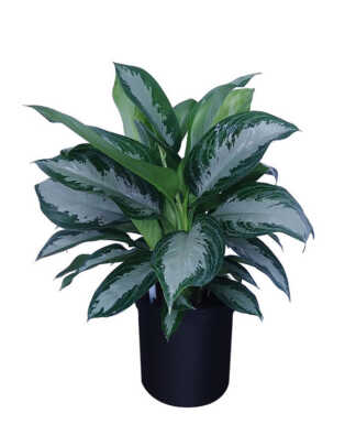 aglaonema jubilee large