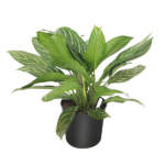 aglaonema stripes 3g