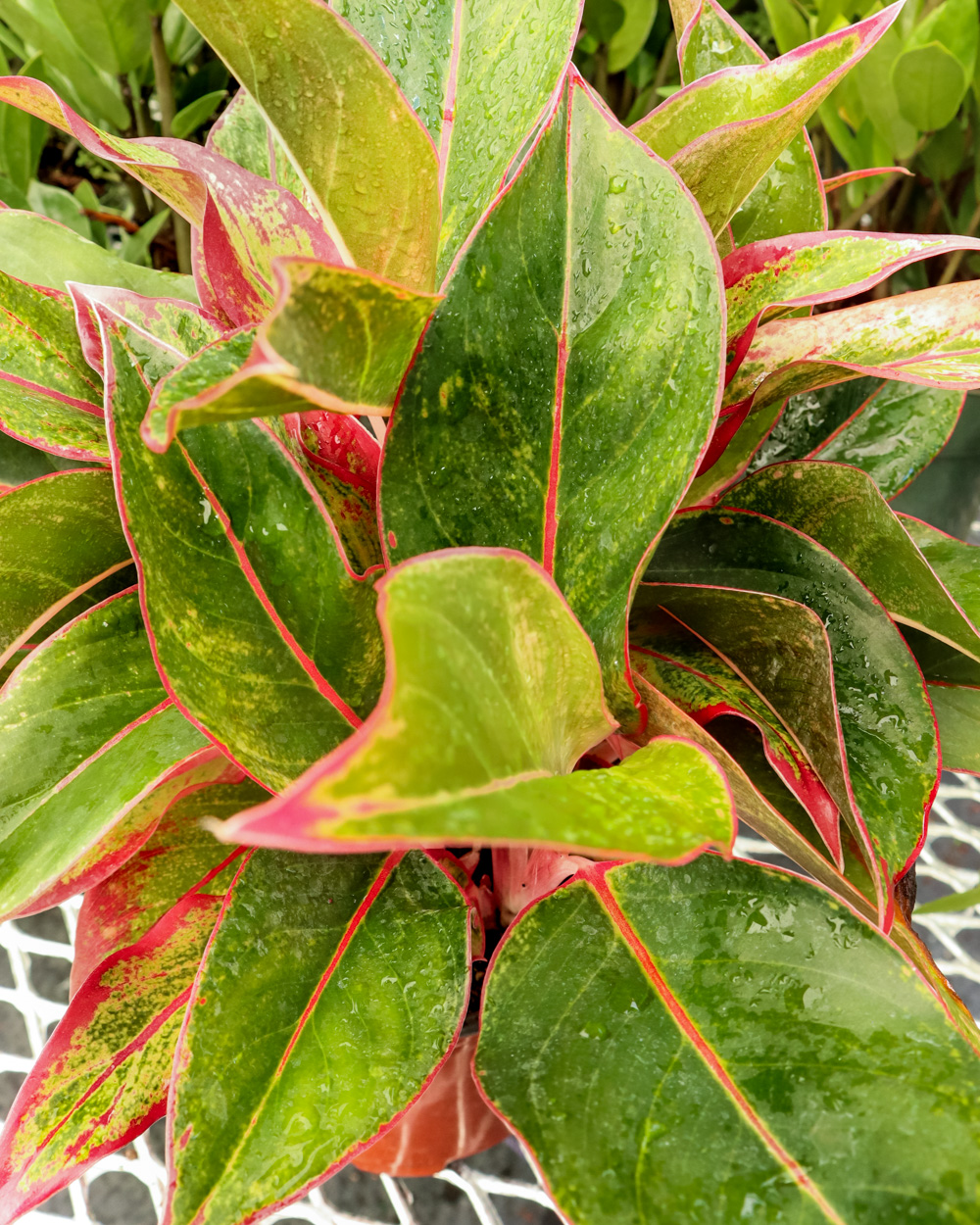 Buy Aglaonema  Siam  Aurora Aglaonema  Siam  Red  Free 