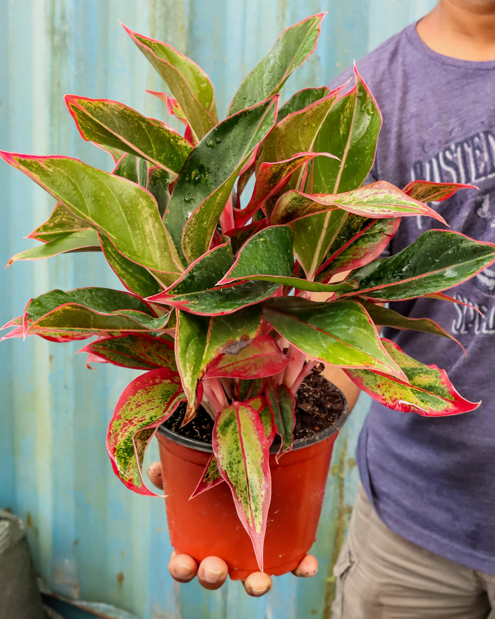 Buy Aglaonema  Siam  Aurora Aglaonema  Siam  Red  Free 