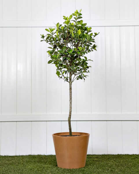 Large, Tree Large, Tree