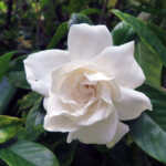 Aimee Gardenia