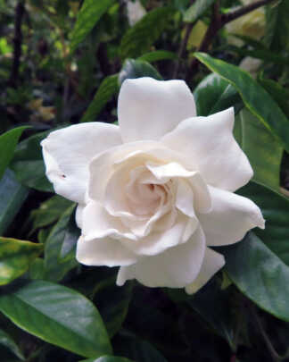 Aimee Gardenia