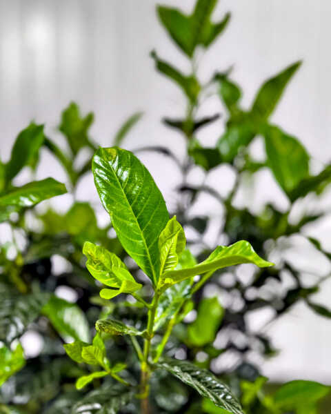Foliage Foliage