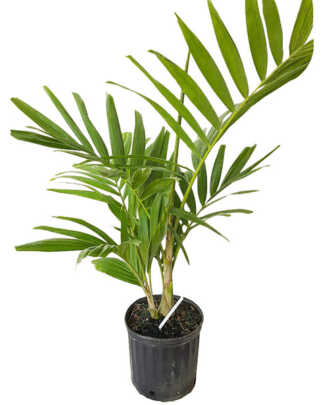 alexander palm 3g