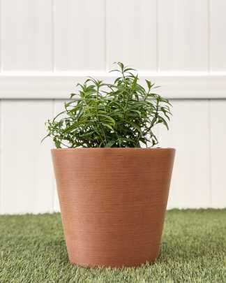 Medium, Bush
