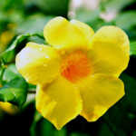 Allamanda