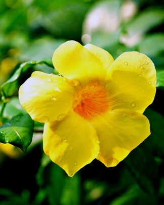 Allamanda