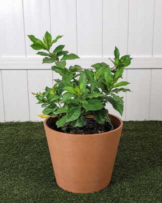 Allamanda Schottii