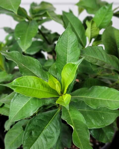 Foliage Foliage