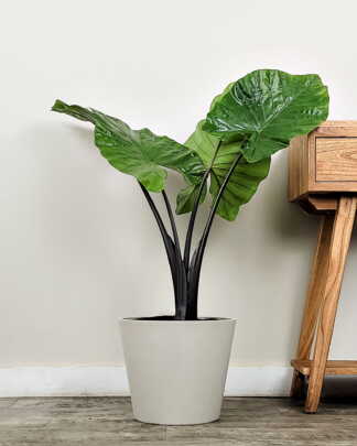 Alocasia Black Stem