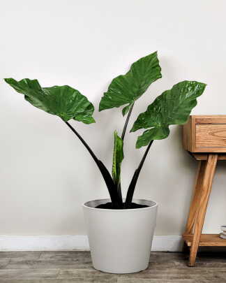 Alocasia Black Stem