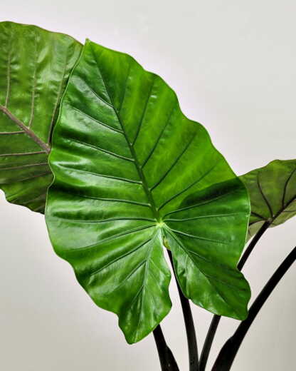 Alocasia Black Stem