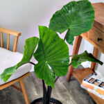 Alocasia Black Stem