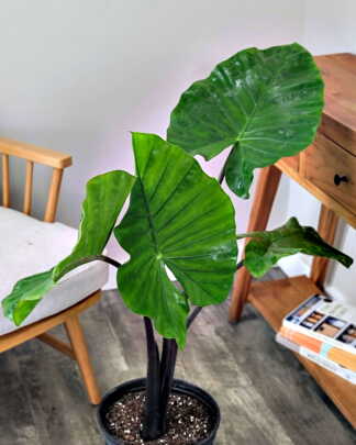 Alocasia Black Stem