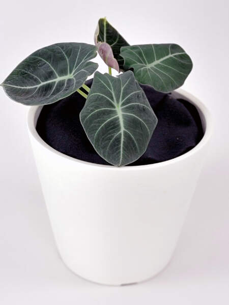 Alocasia Black Velvet 1