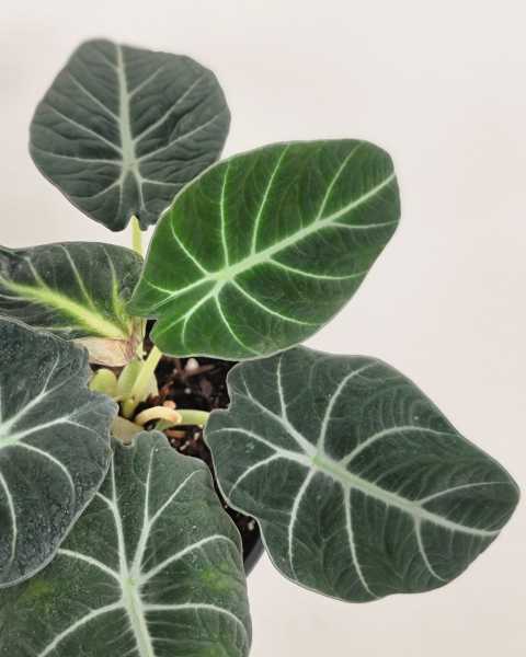 Foliage Foliage