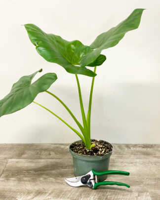 alocasia borneo giant