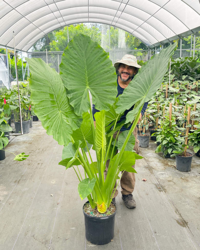 Alocasia ‘Calidora’, Elephant Ear PlantVine
